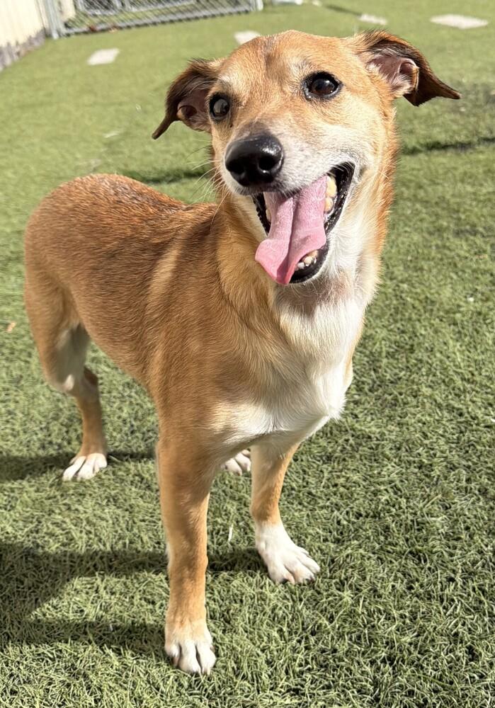 Bennett, Adoptable, Adult Male Chihuahua.