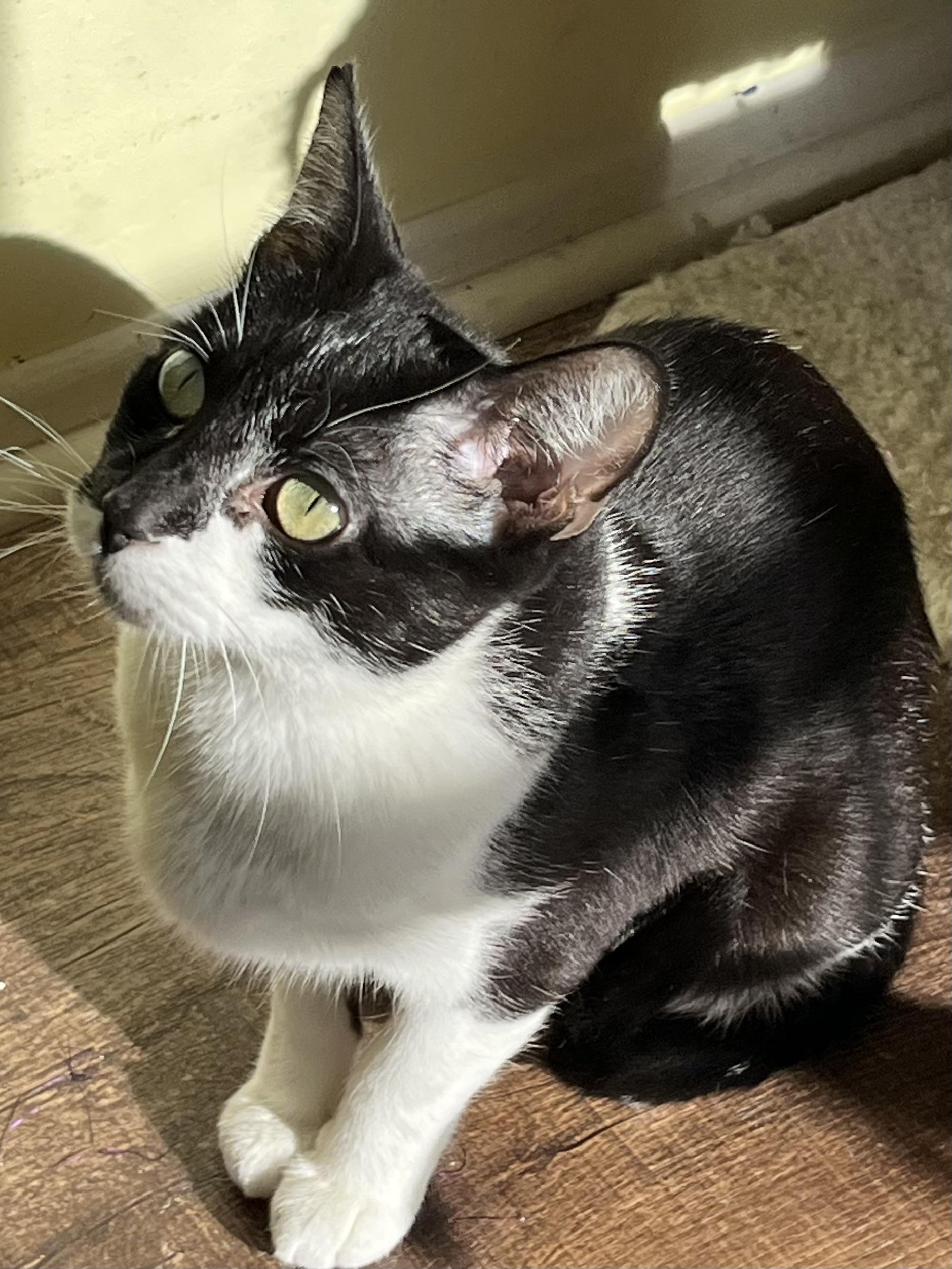 Enlarge Mummy, a Adoptable Tuxedo in Palatine, IL image 3/4