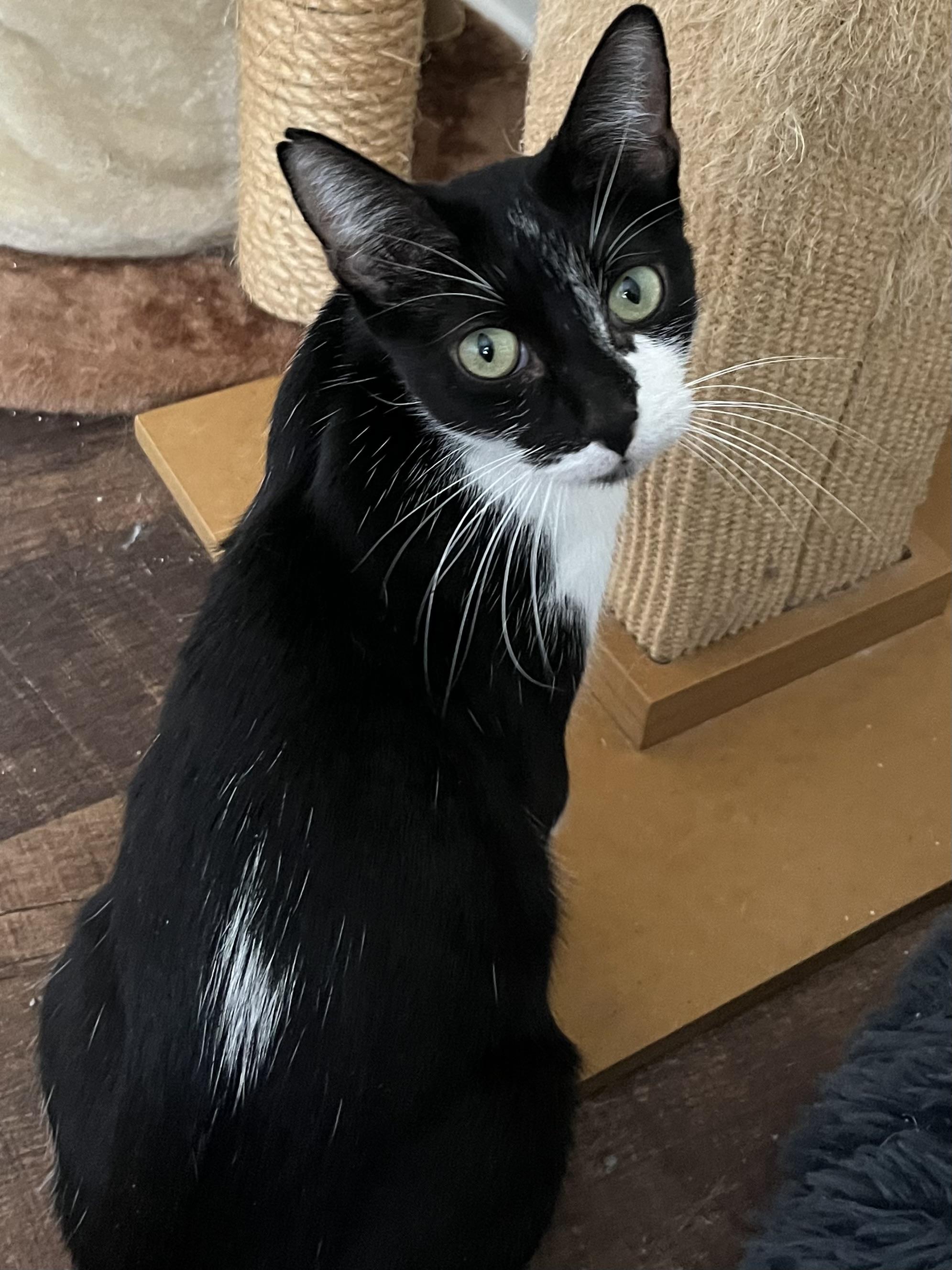 Mummy, a Adoptable Tuxedo in Palatine, IL image 1/2