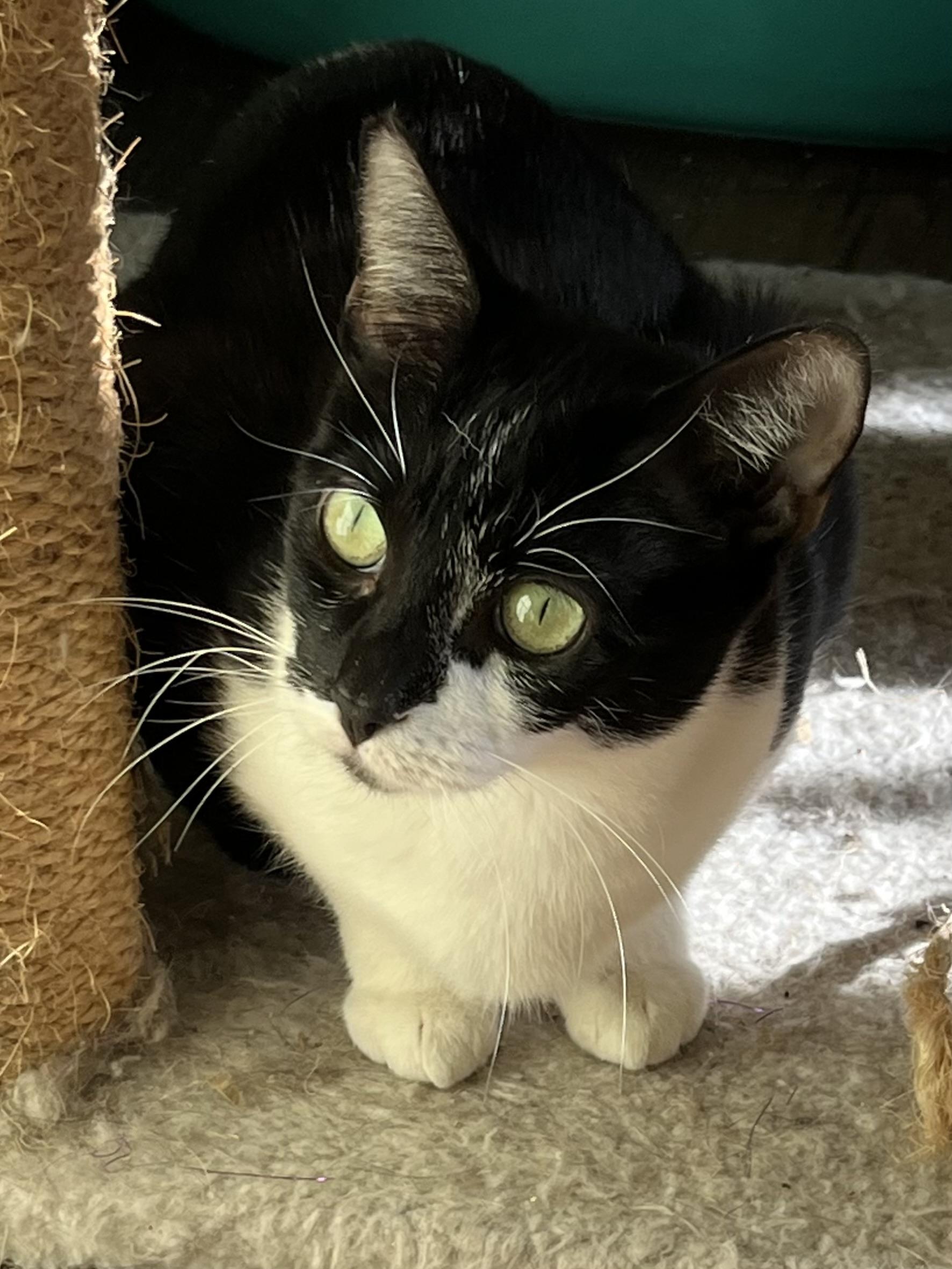 Enlarge Mummy, a Adoptable Tuxedo in Palatine, IL image 4/4
