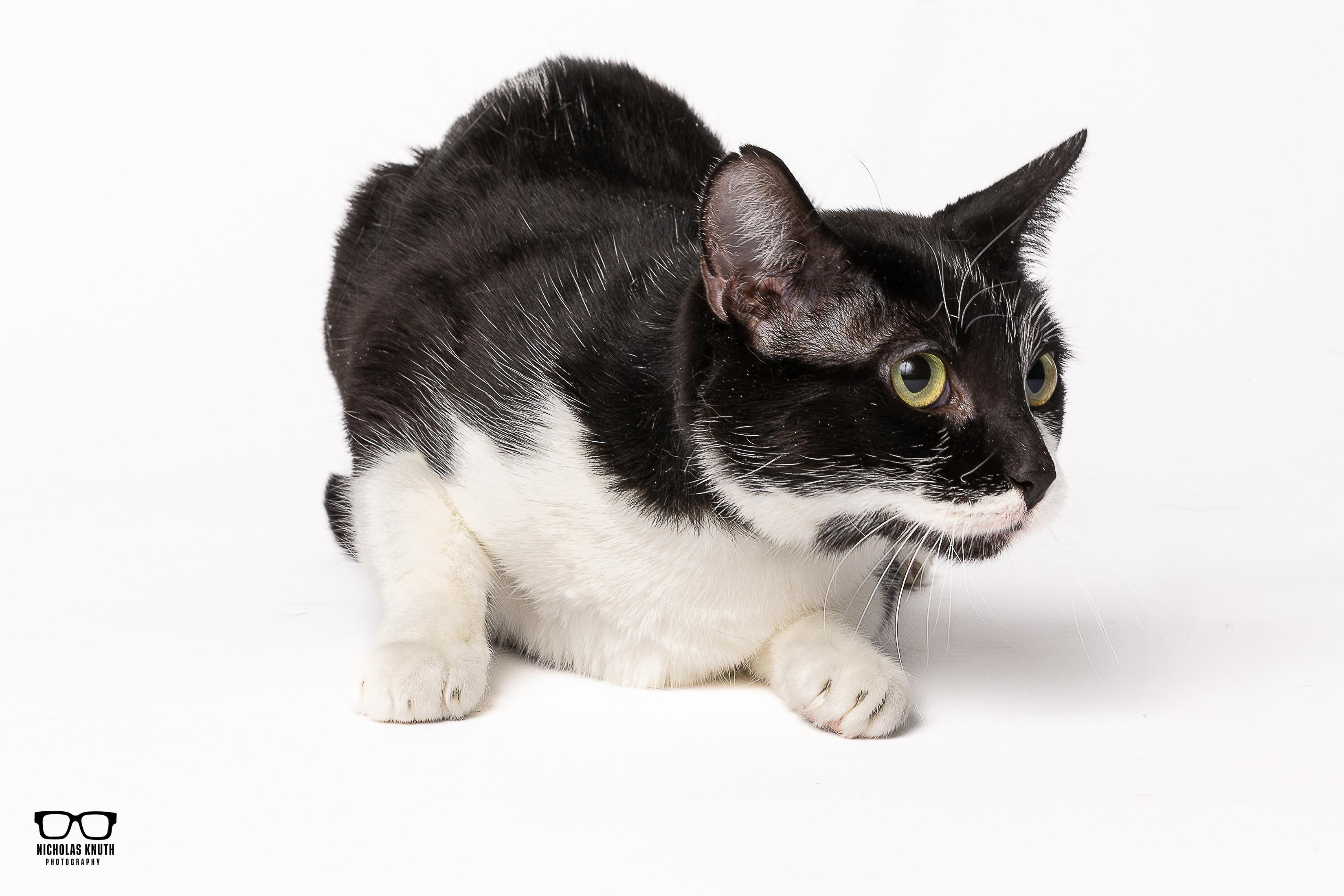Enlarge Mummy, a Adoptable Tuxedo in Palatine, IL image 2/6