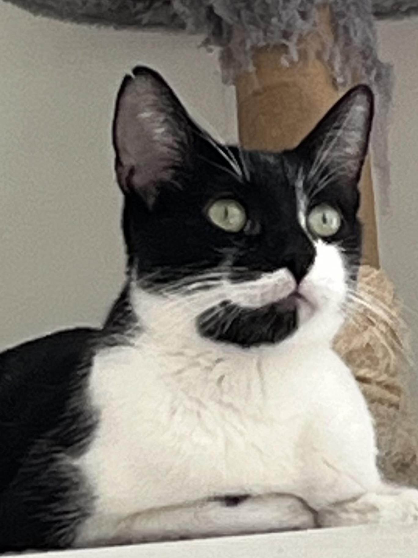 Mummy, a Adoptable Tuxedo in Palatine, IL image 2/2