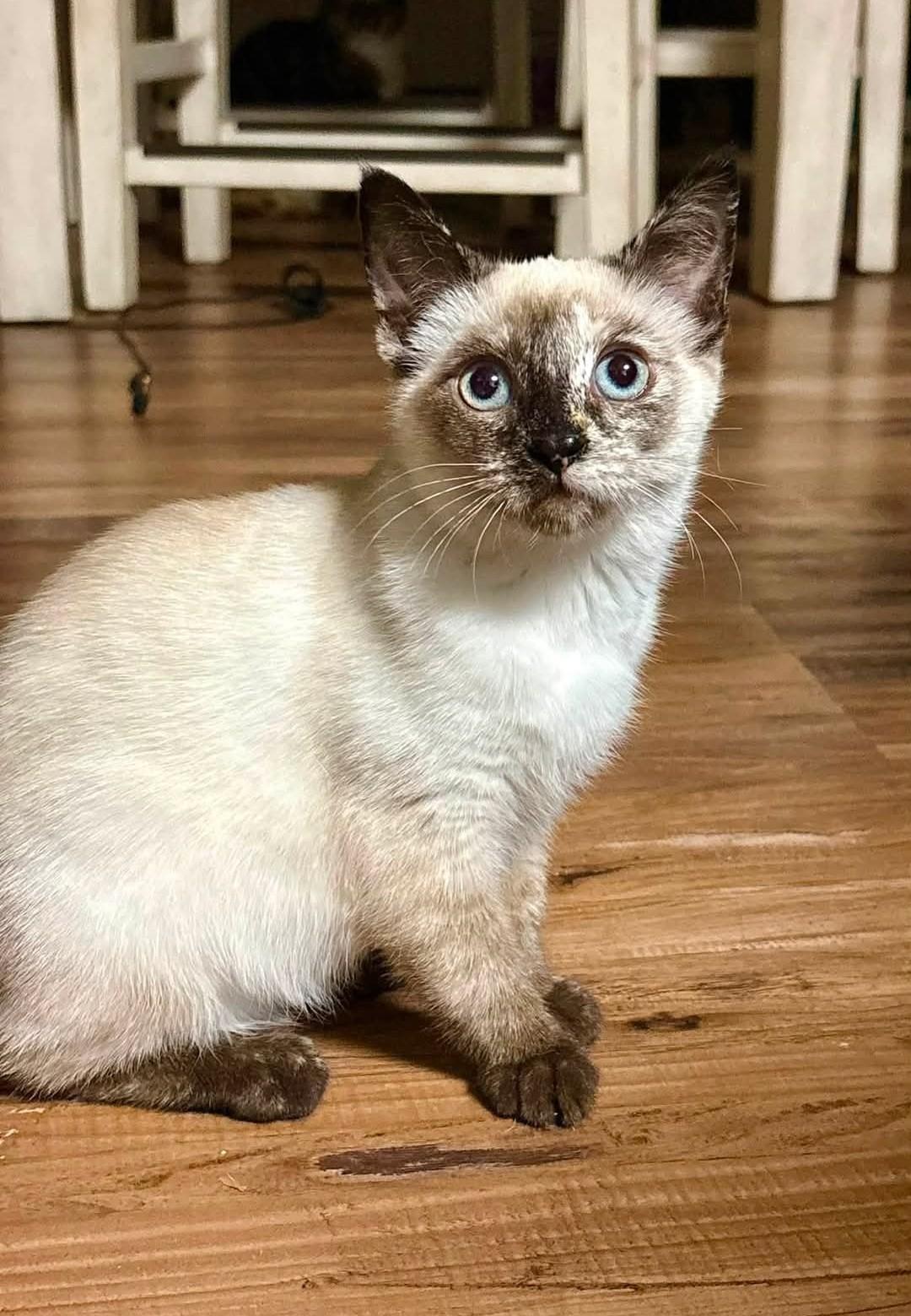 Enlarge Toasted Coconut, an adopted Domestic Short Hair in Reno, NV image 2/5
