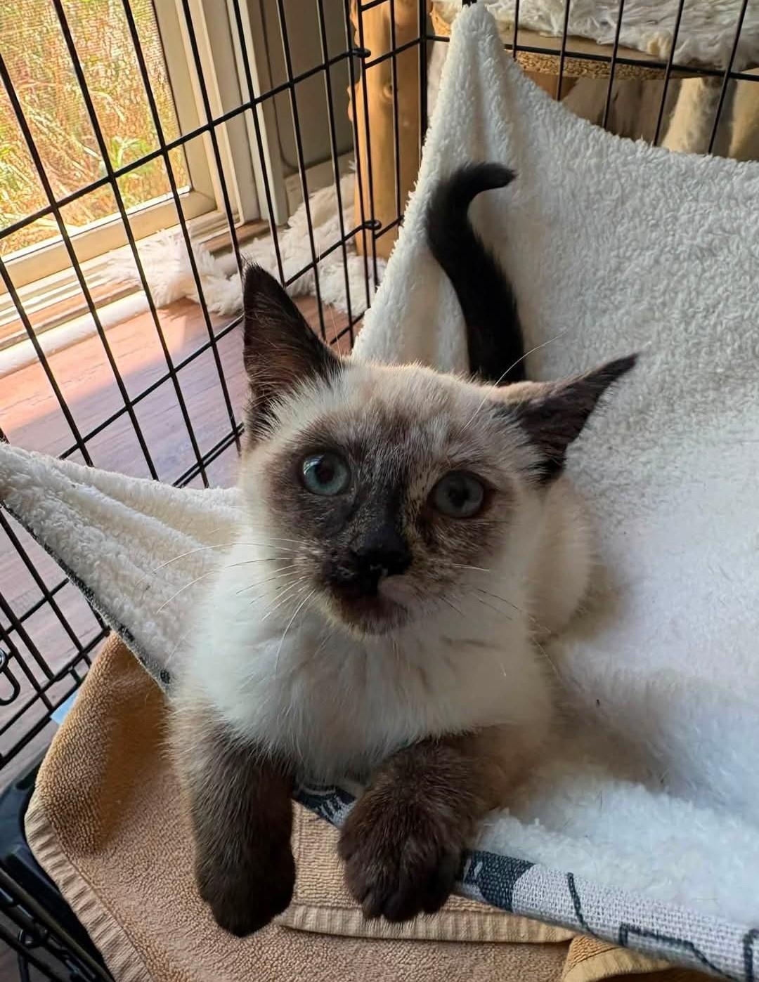 Enlarge Toasted Coconut, an adopted Domestic Short Hair in Reno, NV image 3/5