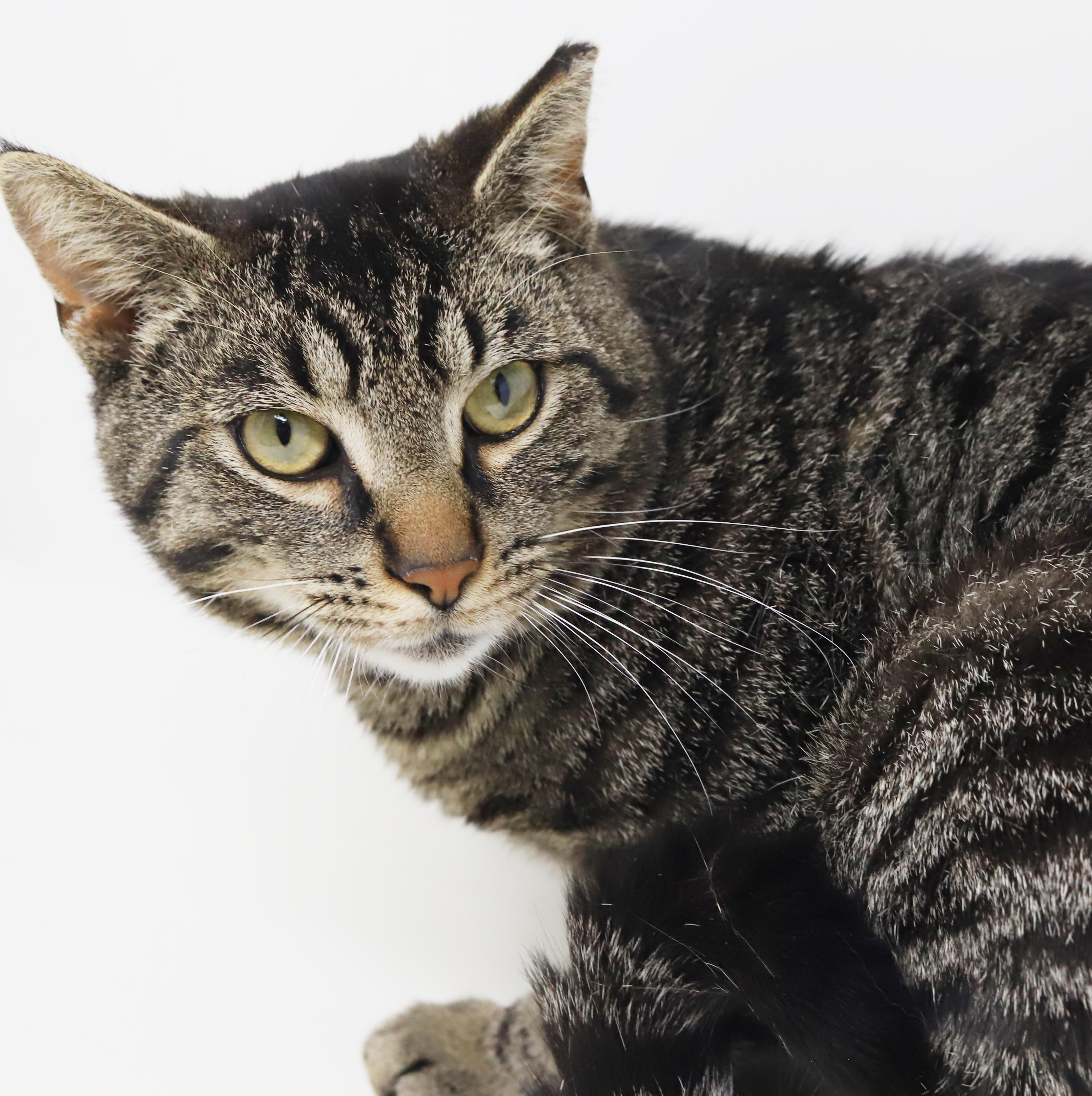 Enlarge Daryl is a gentle darling!  So sweet handsome and cuddly!, a Adoptable mixed breed in Bedford Hills, NY image 2/6