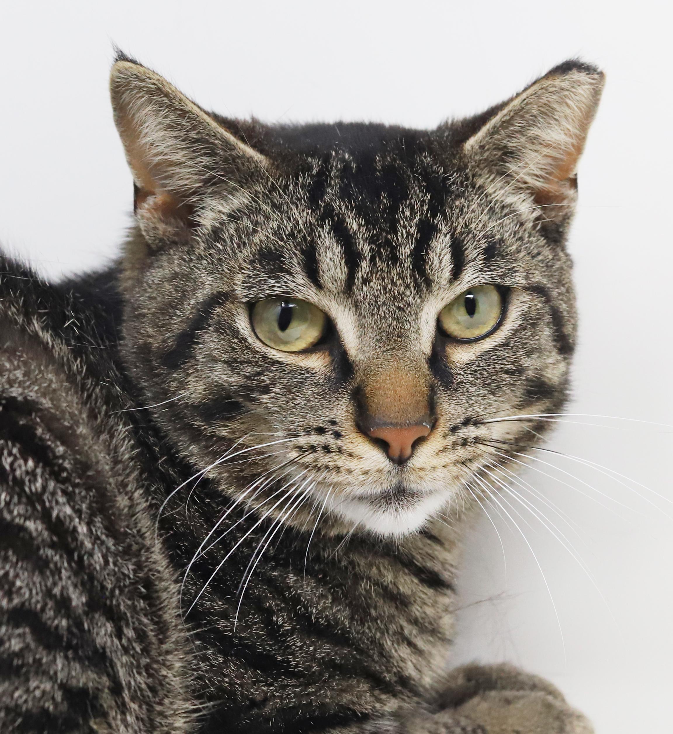 Enlarge Daryl is a gentle darling!  So sweet handsome and cuddly!, a Adoptable mixed breed in Bedford Hills, NY image 3/6