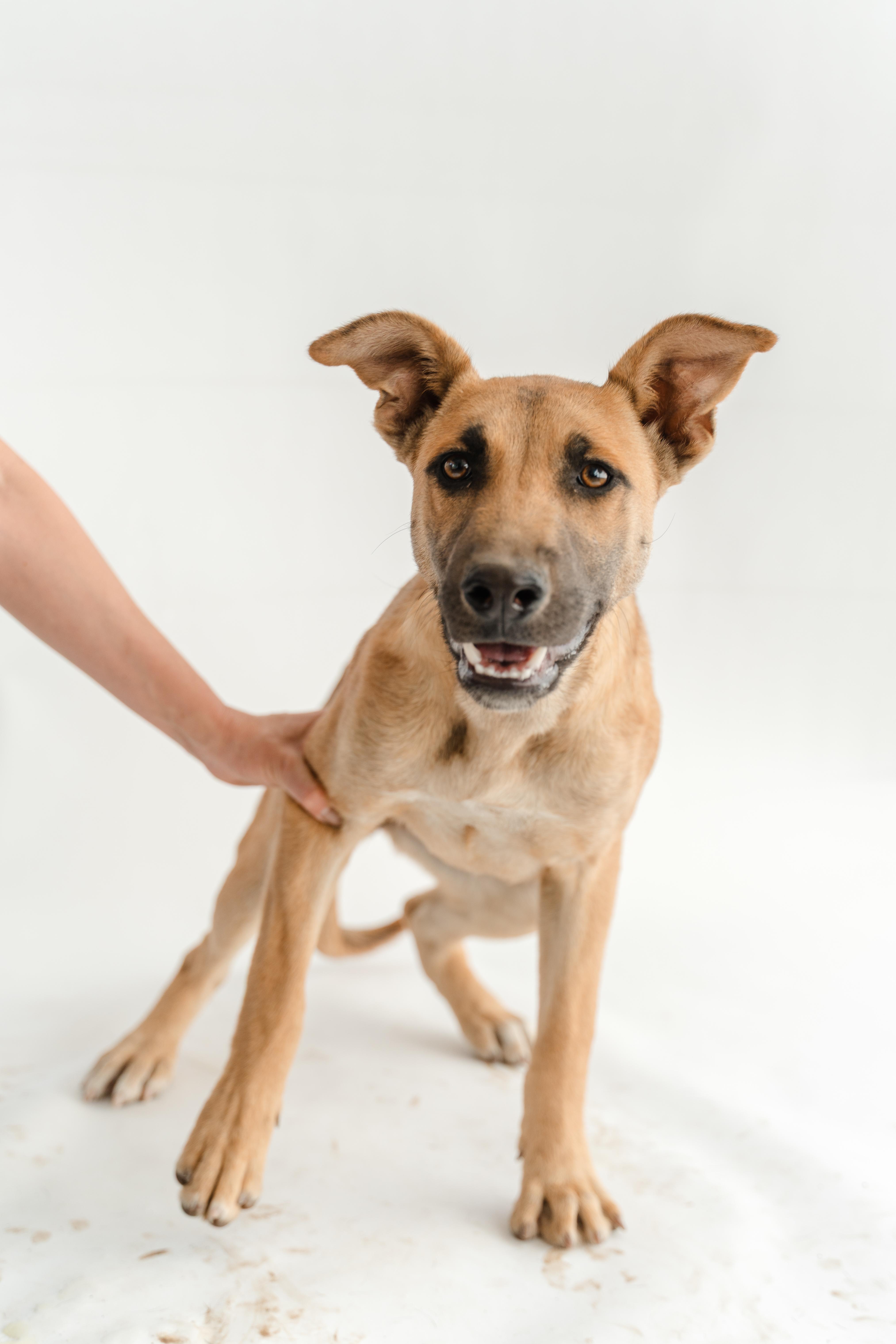 Bambi — thumbnail 6