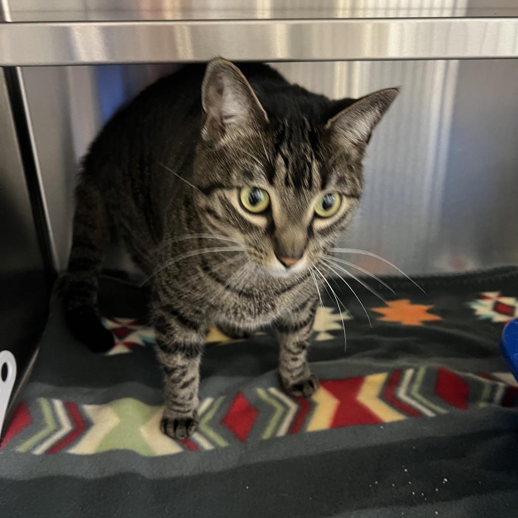 Enlarge Ruby (Sterling), a Adoptable Domestic Short Hair in Sarasota, FL image 1/4