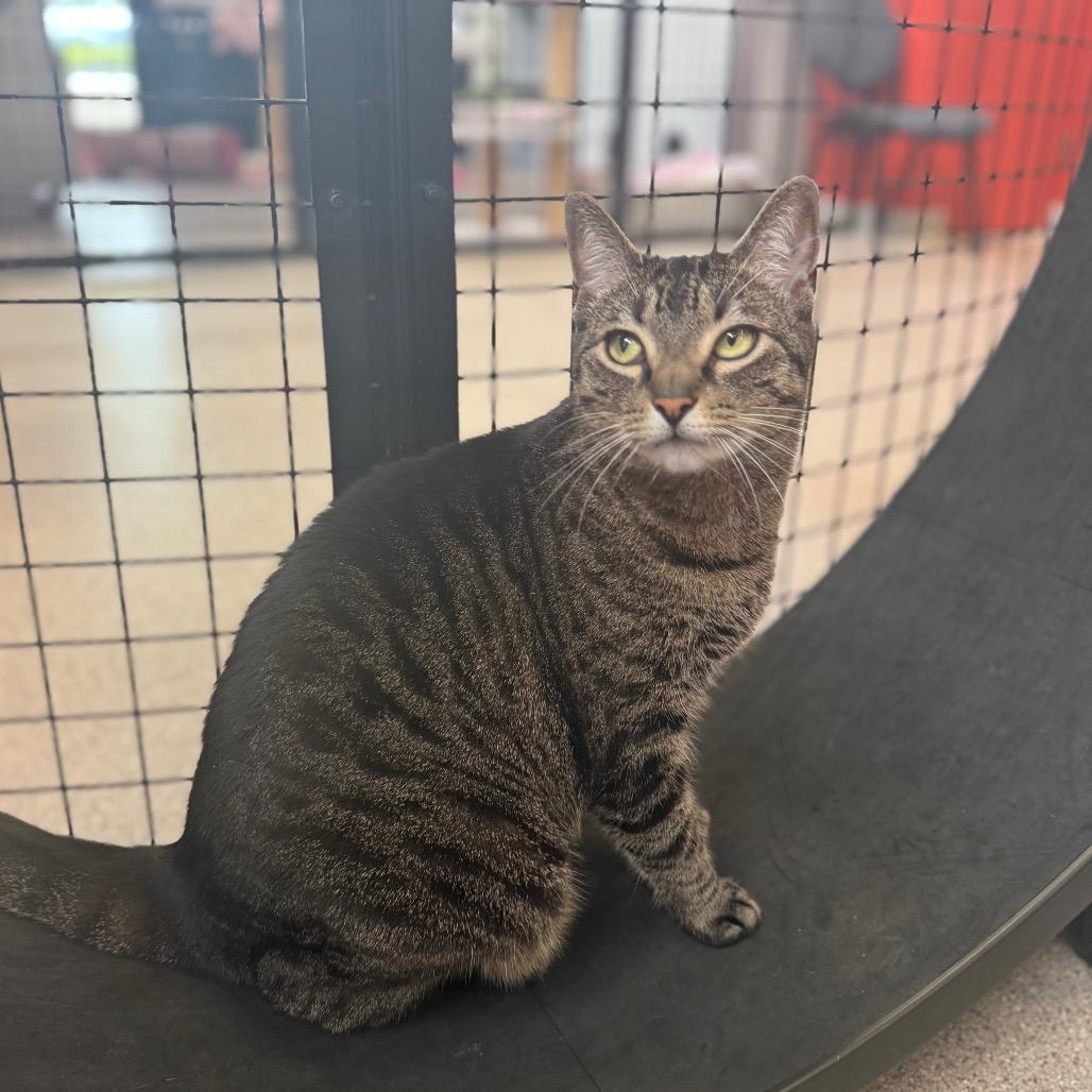 Enlarge Ruby (Sterling), a Adoptable Domestic Short Hair in Sarasota, FL image 2/4