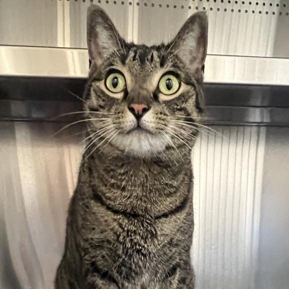 Enlarge Ruby (Sterling), a Adoptable Domestic Short Hair in Sarasota, FL image 3/4