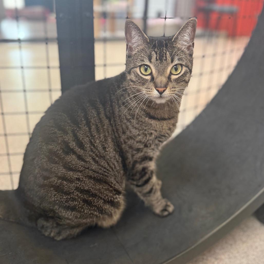 Enlarge Ruby (Sterling), a Adoptable Domestic Short Hair in Sarasota, FL image 4/4