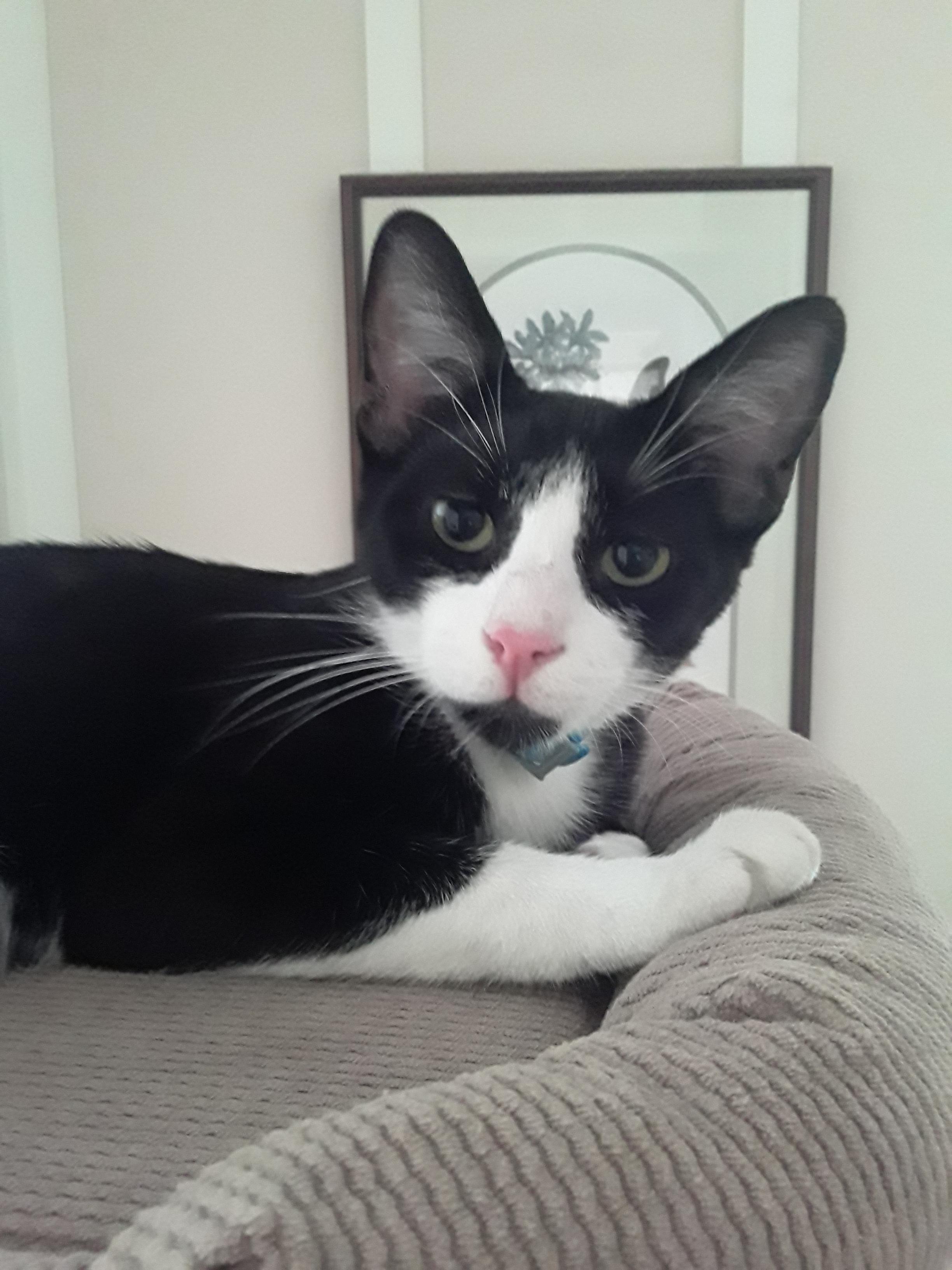 Vigilante (tuxedo boy), Adoptable, Young Male Domestic Short Hair.