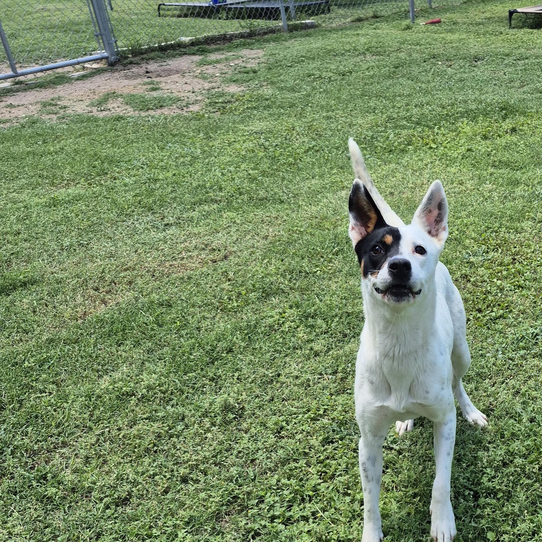 Goldberry, a ADOPTABLE Mixed Breed in Schertz, TX image 2/4