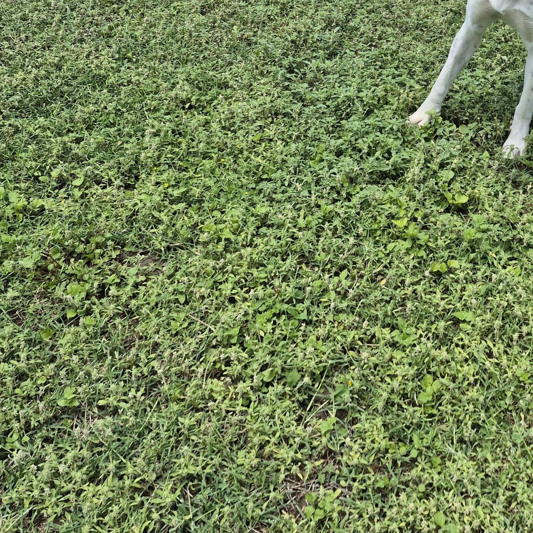 Goldberry, a ADOPTABLE Mixed Breed in Schertz, TX image 3/4
