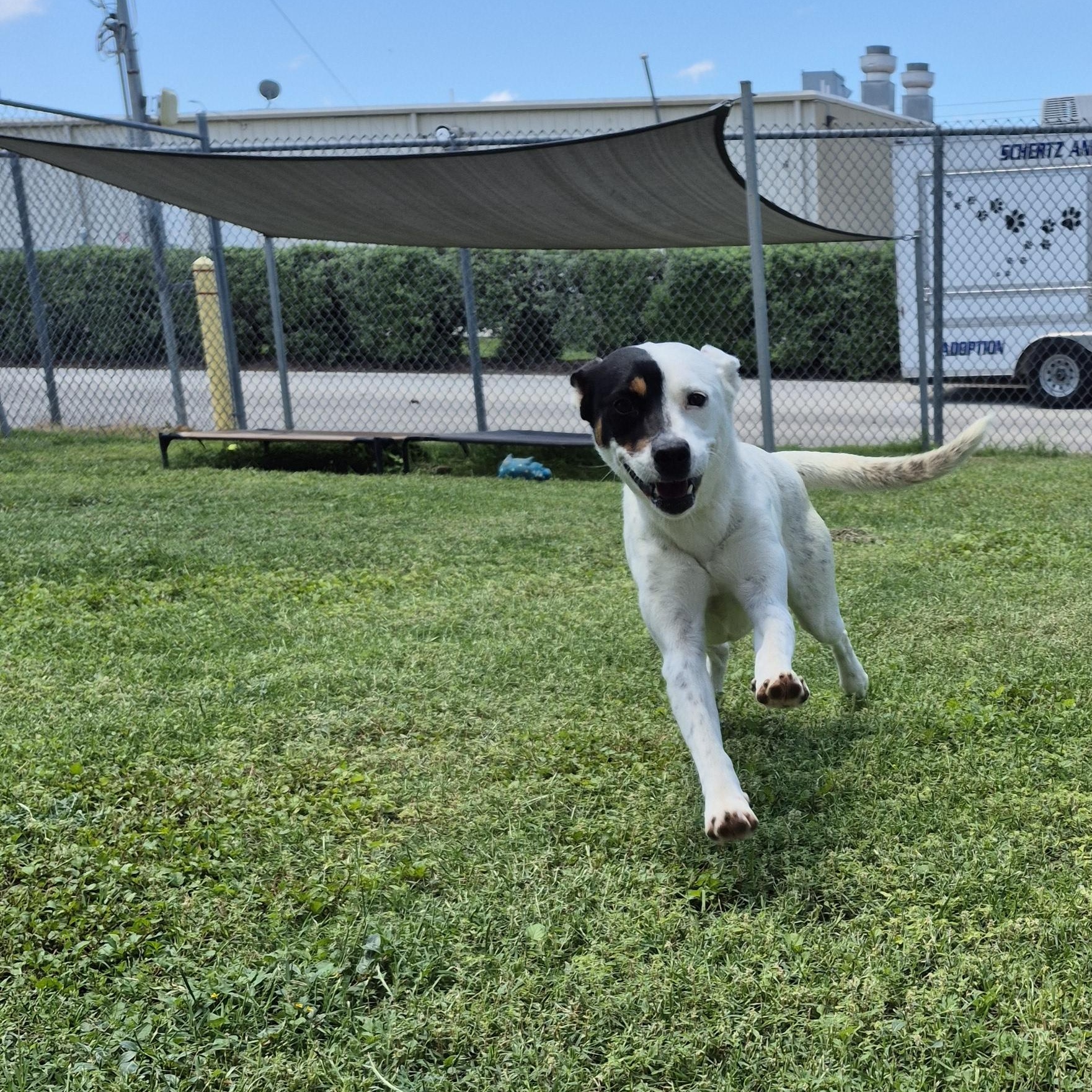 Goldberry, ADOPTABLE, Adult Female Mixed Breed.