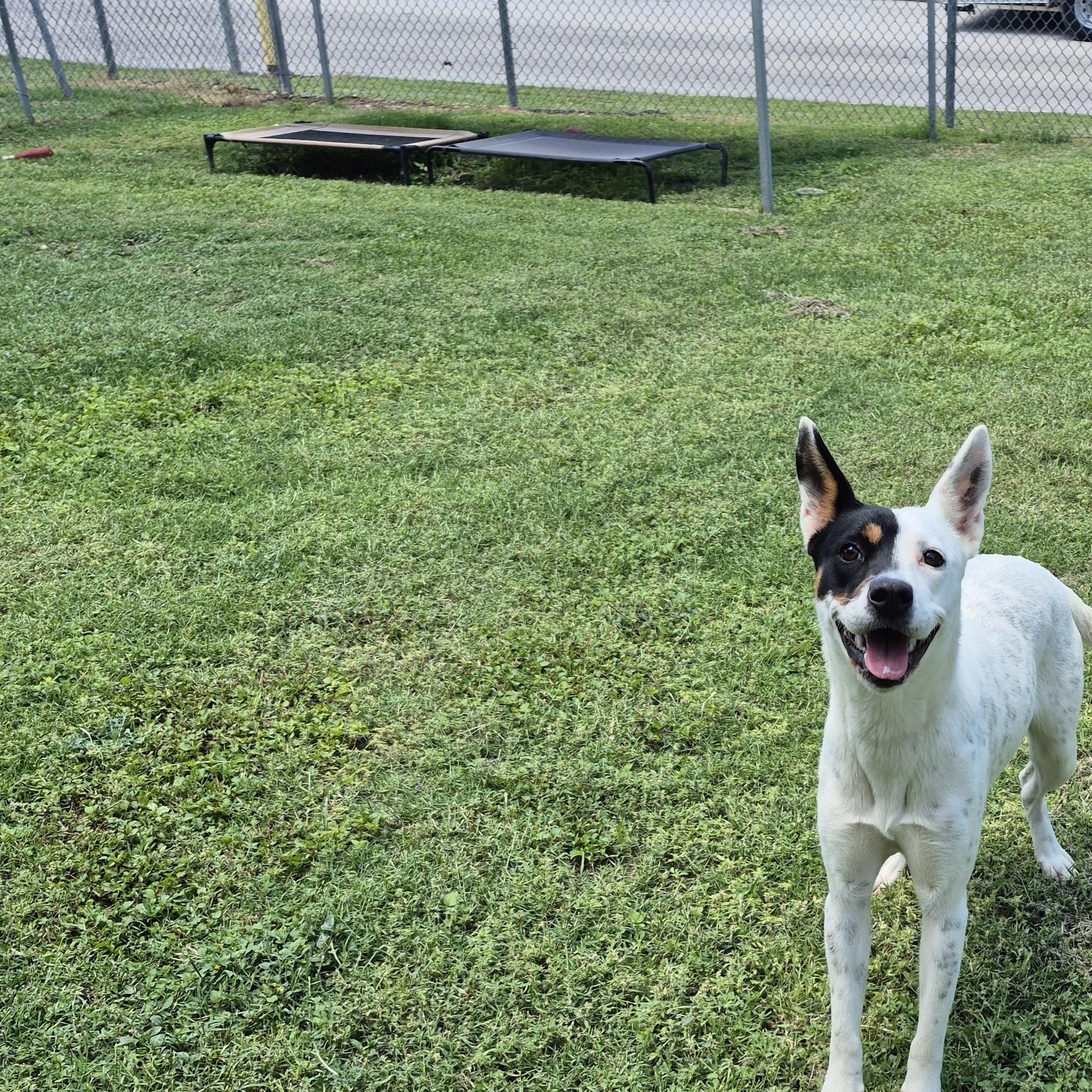 Goldberry, a ADOPTABLE Mixed Breed in Schertz, TX image 4/4