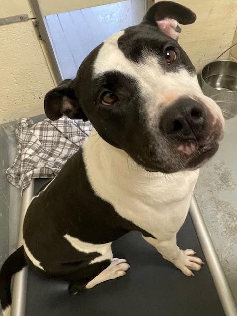 Greta, a Adoptable mixed breed in Heathsville, VA image 1/4