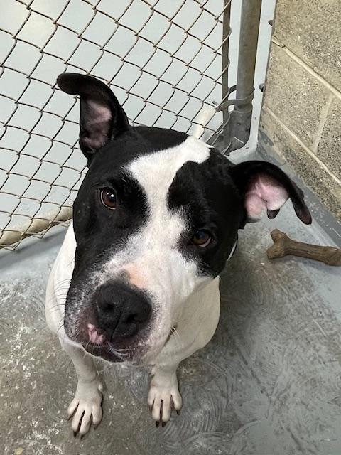 Greta, a Adoptable mixed breed in Heathsville, VA image 2/4