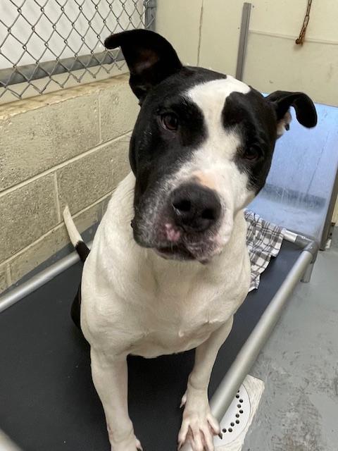 Greta, a Adoptable mixed breed in Heathsville, VA image 3/4