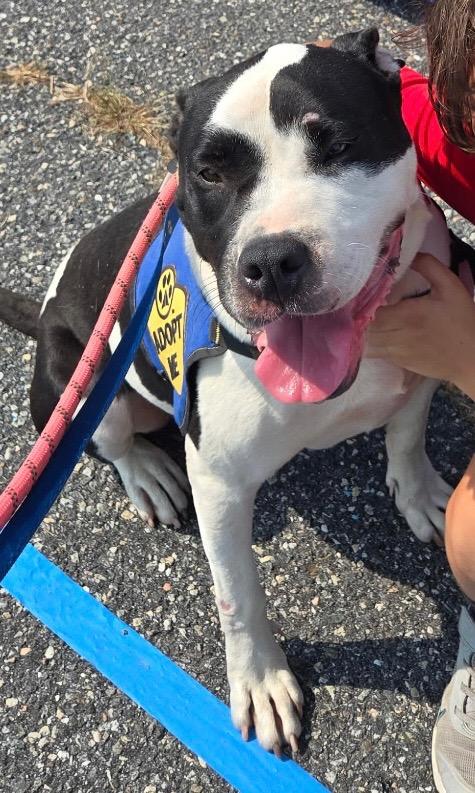 Greta, a Adoptable mixed breed in Heathsville, VA image 4/4