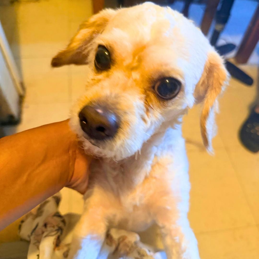 Enlarge Cash, a Adopted Mixed Breed in BROOKLYN, NY image 4/6
