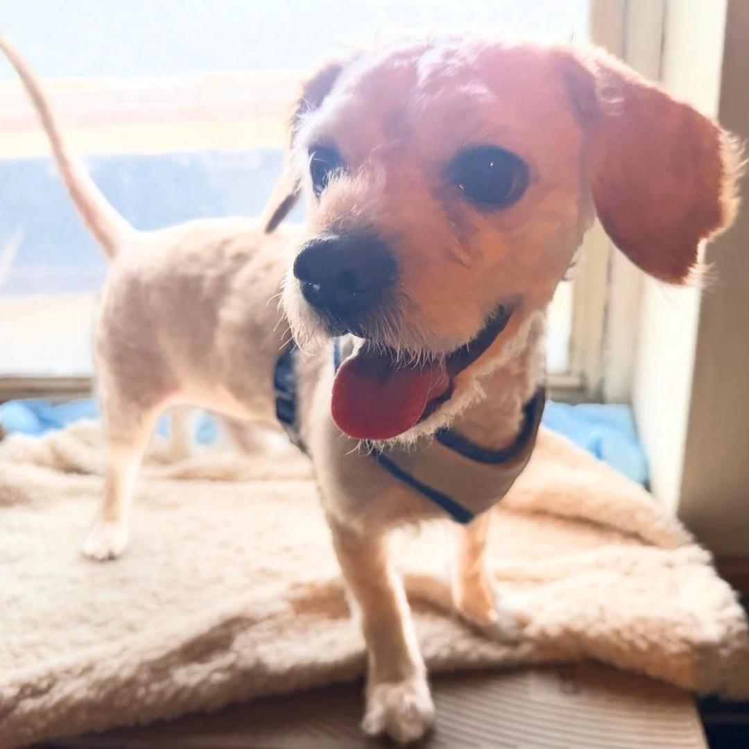 Enlarge Cash, a Adopted Mixed Breed in BROOKLYN, NY image 2/6