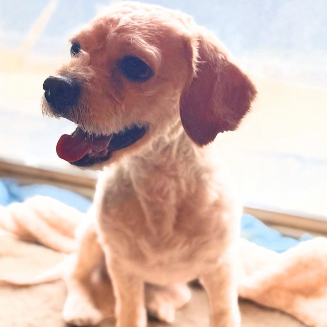 Cash, Adopted, Adult Male Mixed Breed.