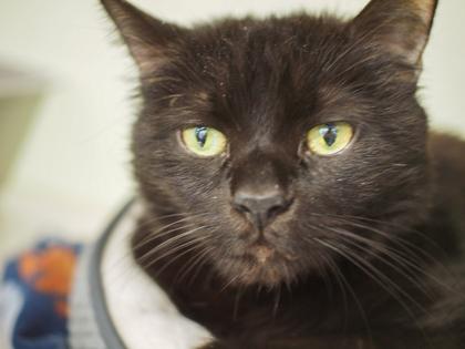 Nixon, ADOPTABLE, Adult Male Domestic Short Hair.