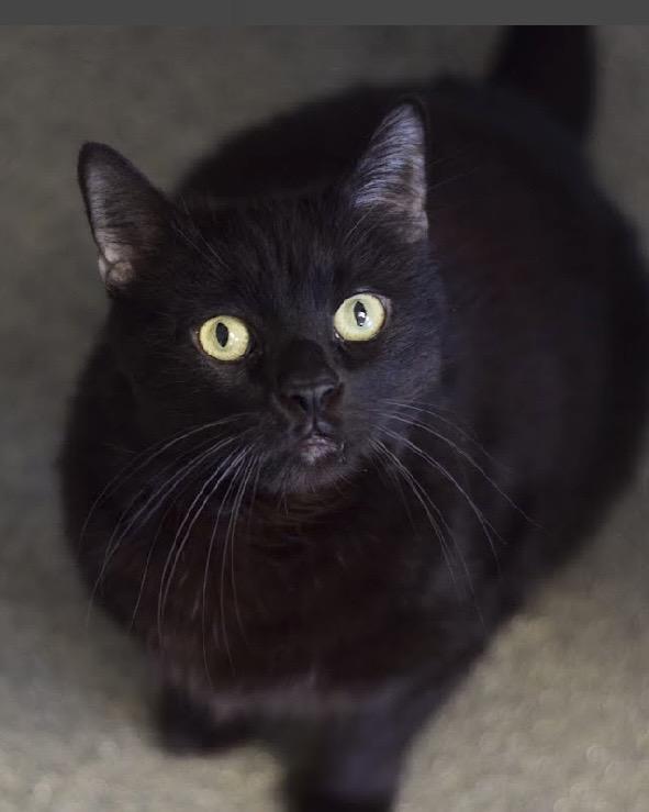 Nixon, ADOPTABLE, Adult Male Domestic Short Hair.