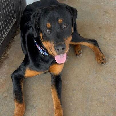 Tommy Pickles, a Adoptable Rottweiler in Turlock, CA image 2/6
