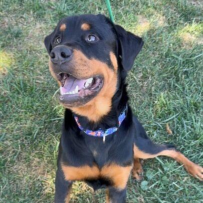 Tommy Pickles, a Adoptable Rottweiler in Turlock, CA image 3/6