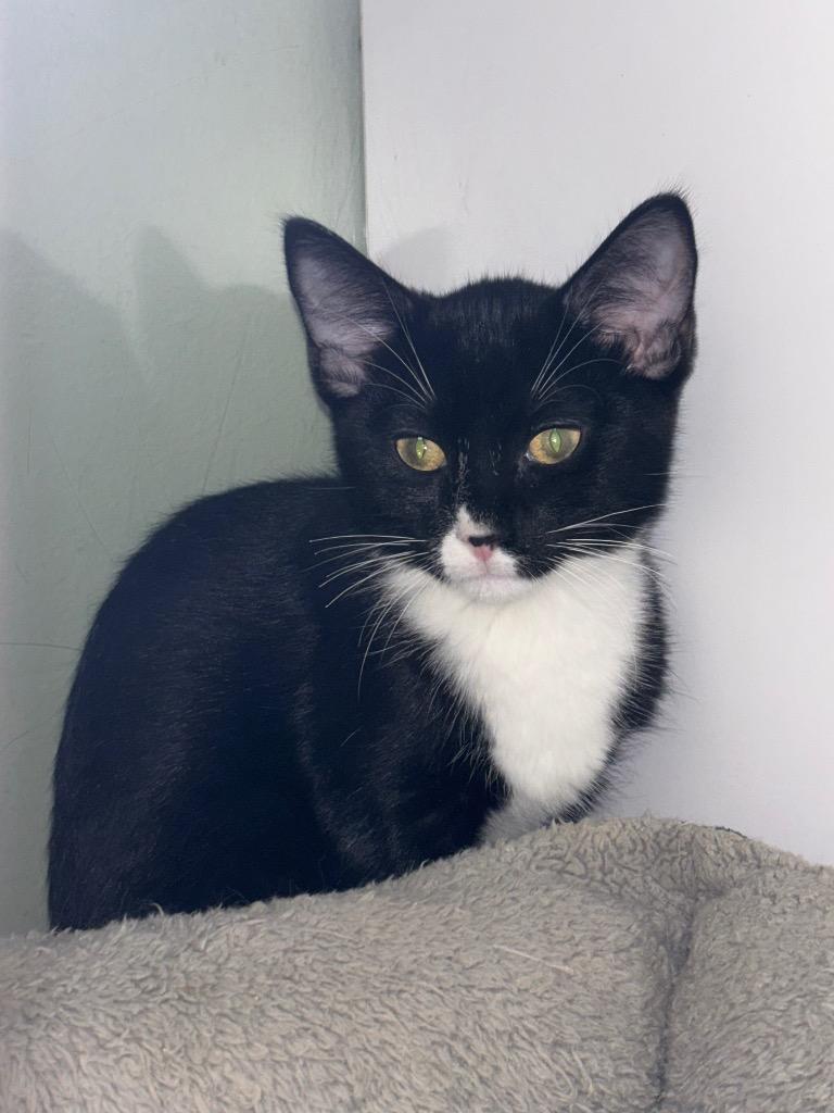 Lochlan, Adoptable, Kitten Male Domestic Short Hair.