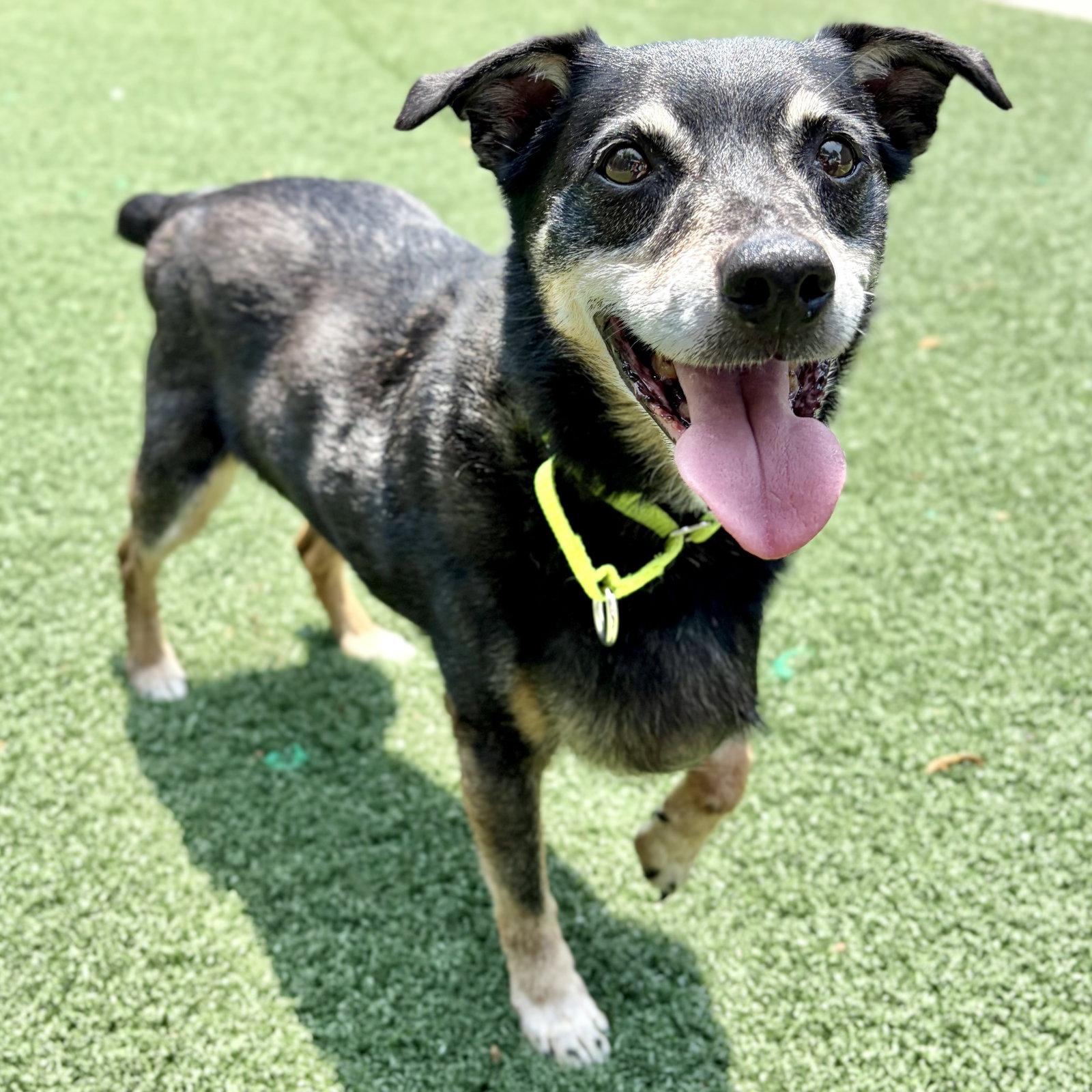 Buddy, Adoptable, Senior Male Jack Russell Terrier & Miniature Pinscher.
