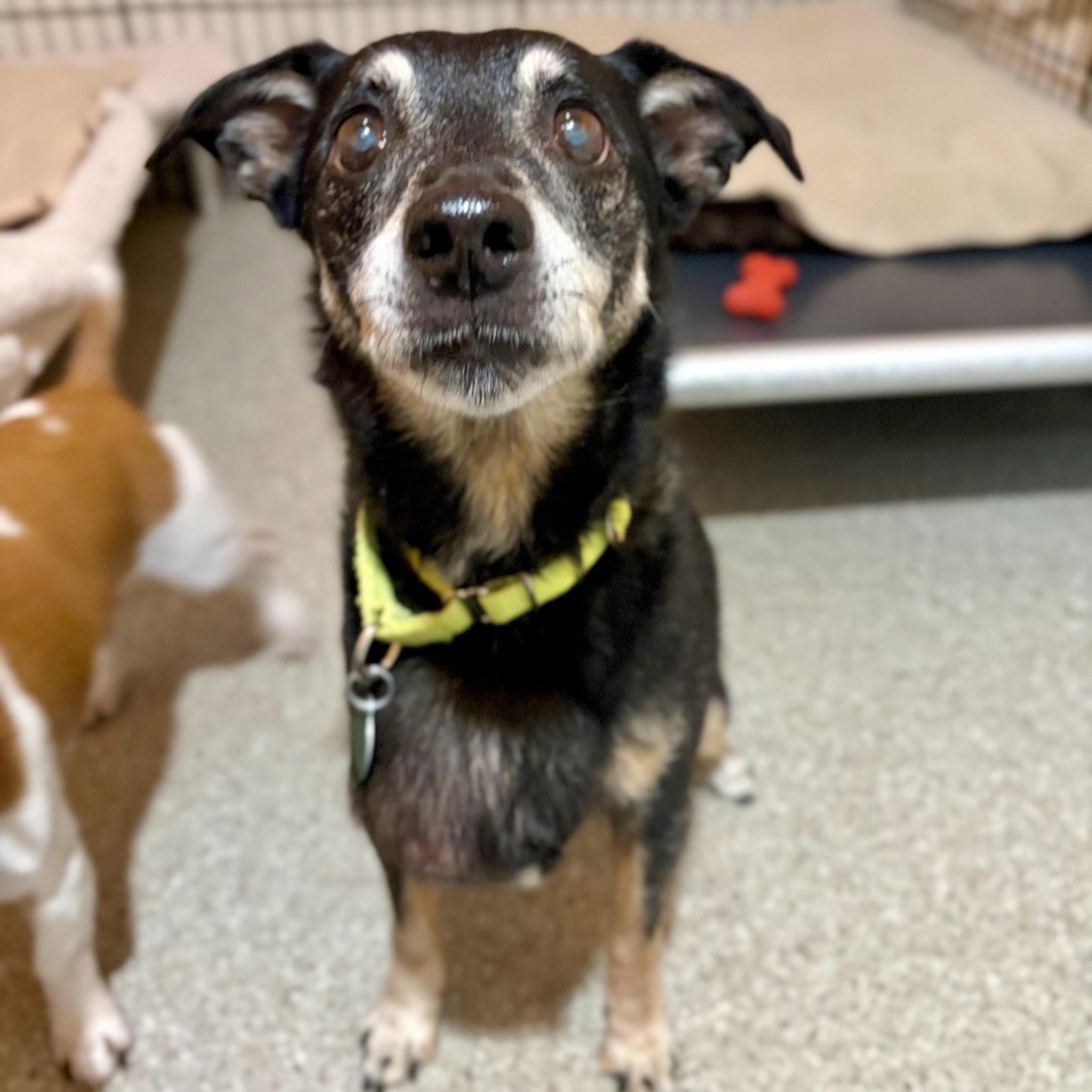 Enlarge Buddy, a Adoptable mixed breed in Whitehall, PA image 3/3