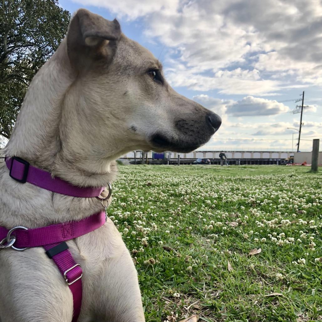 Cece — thumbnail 2