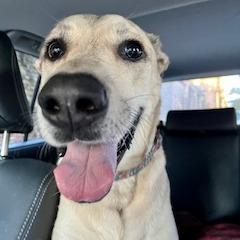 Cece — thumbnail 3