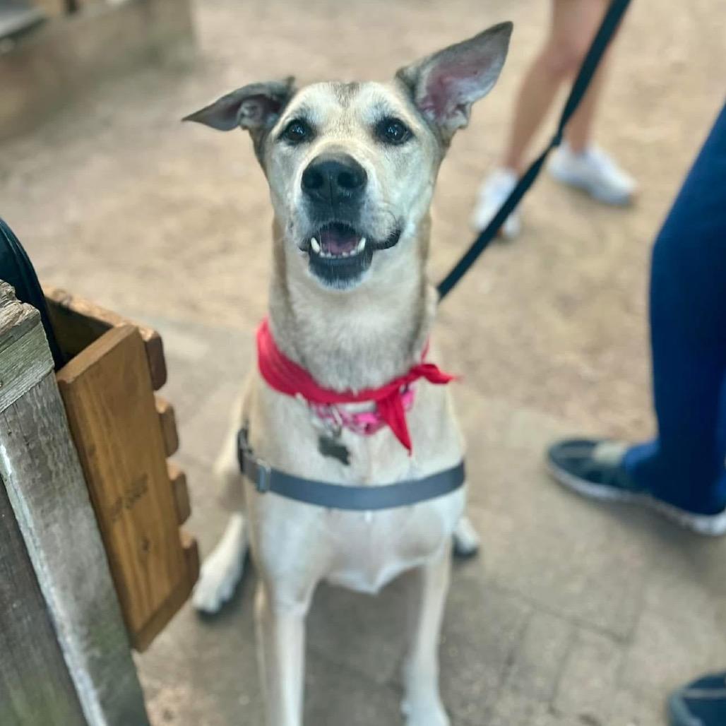 Cece — thumbnail 4