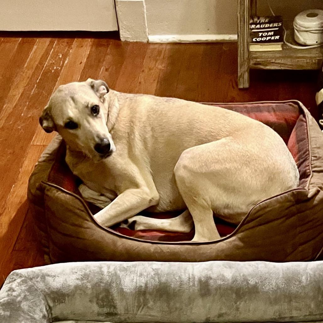 Cece — thumbnail 5