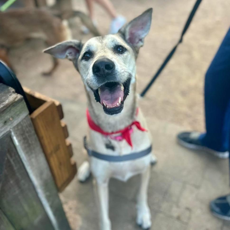 Cece — thumbnail 6