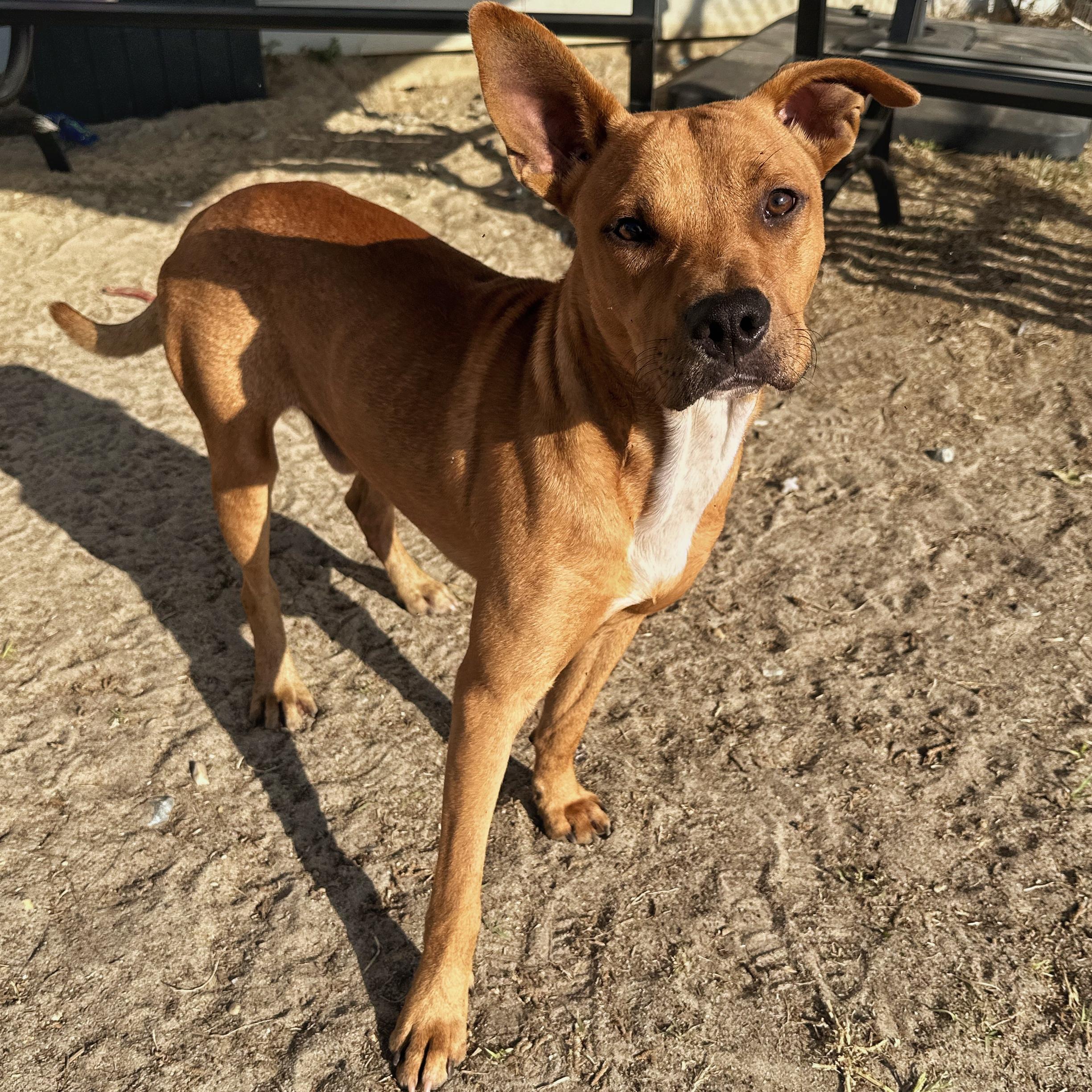 Bear, a Adoptable mixed breed in Valdosta, GA image 3/5