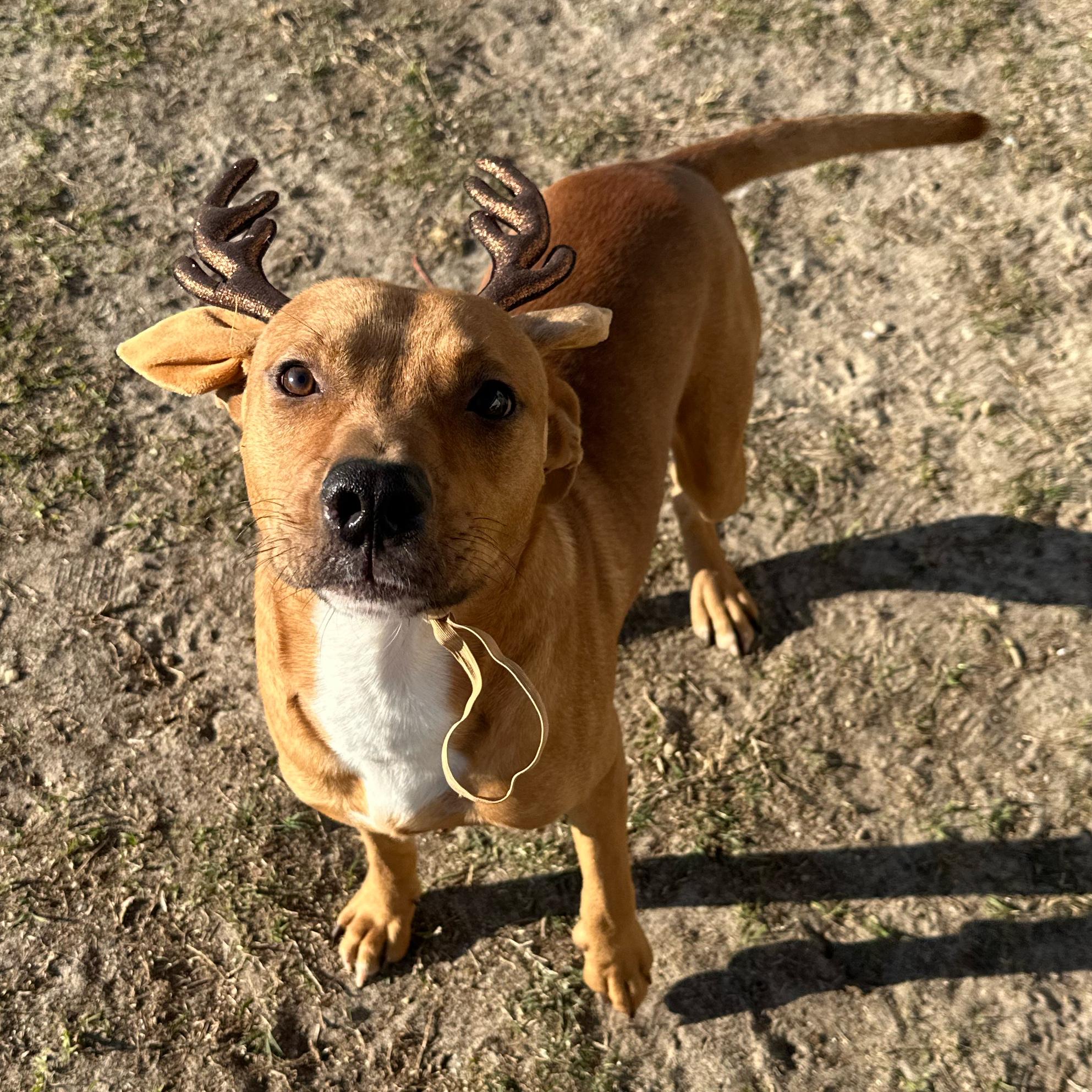 Enlarge Bear, a Adoptable mixed breed in Valdosta, GA image 6/6