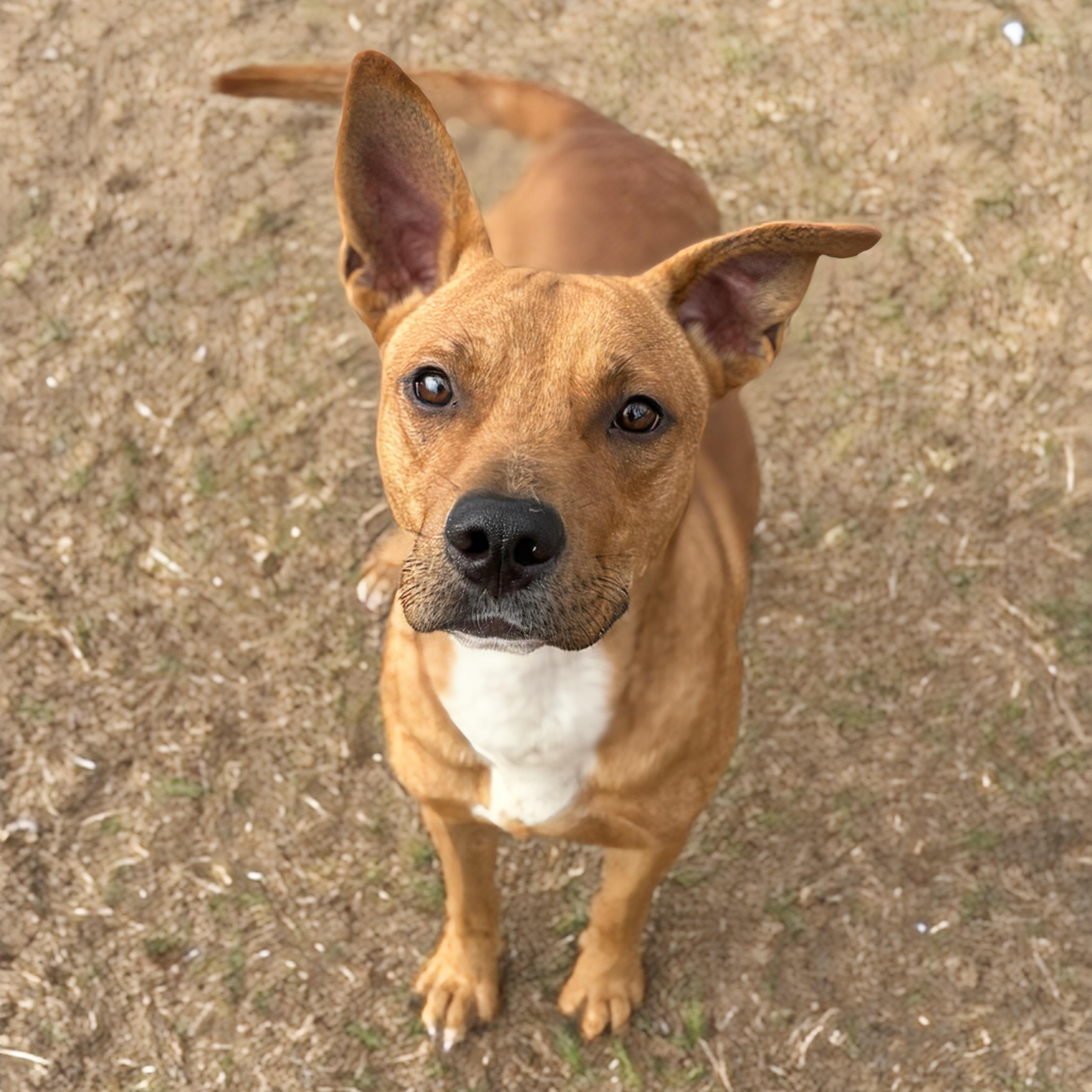 Bear, Adoptable, Young Male Bulldog.