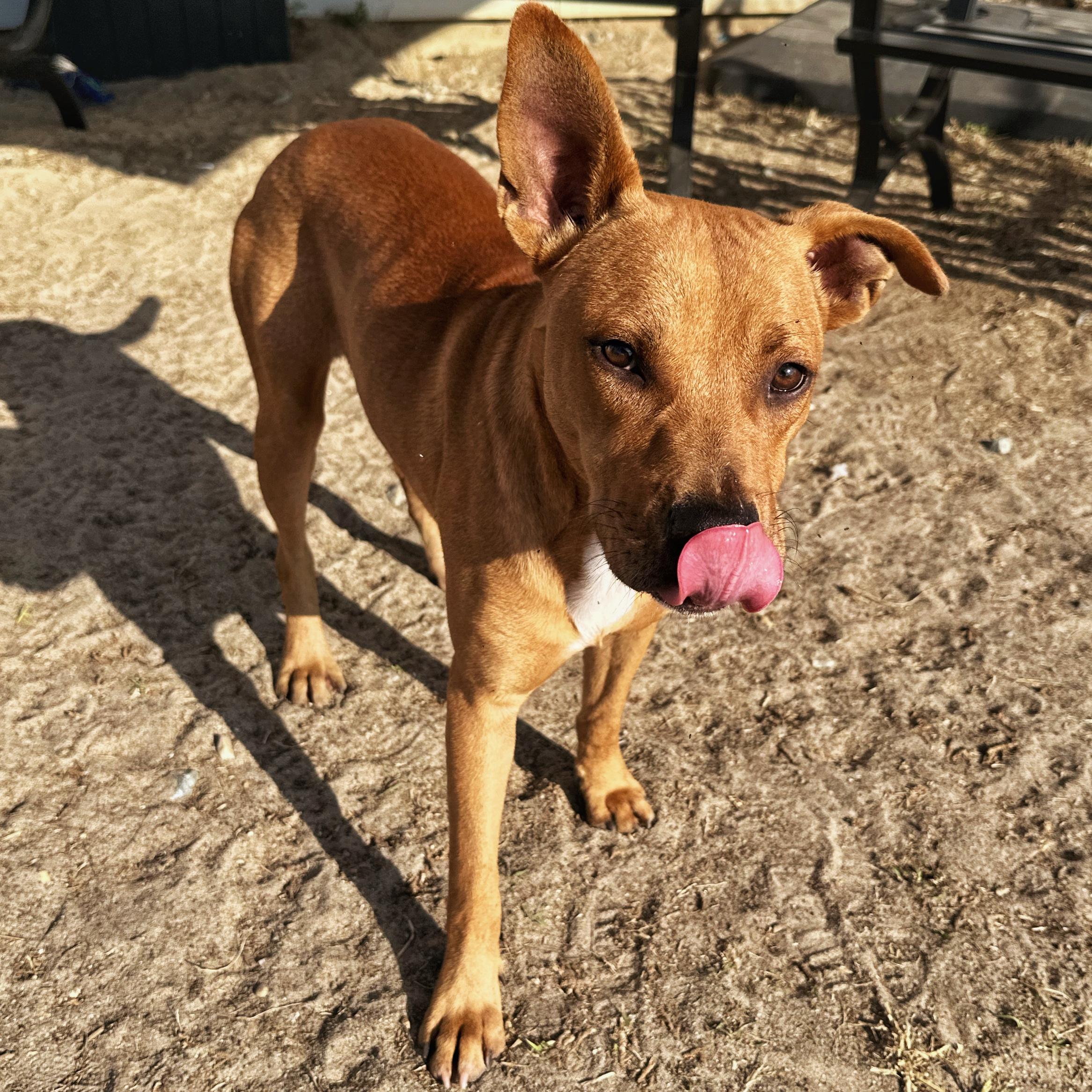 Bear, a Adoptable mixed breed in Valdosta, GA image 4/5