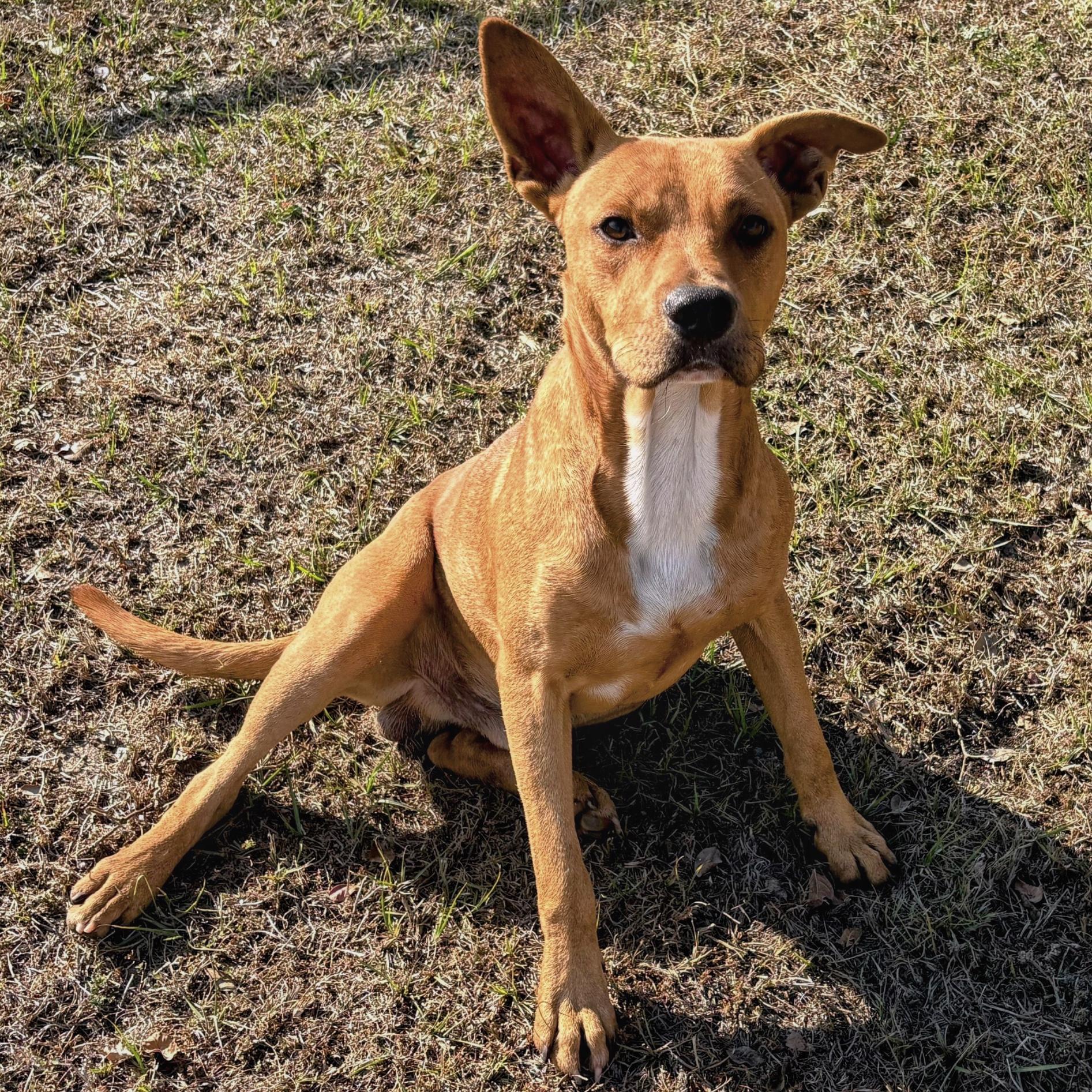 Bear, a Adoptable mixed breed in Valdosta, GA image 5/5