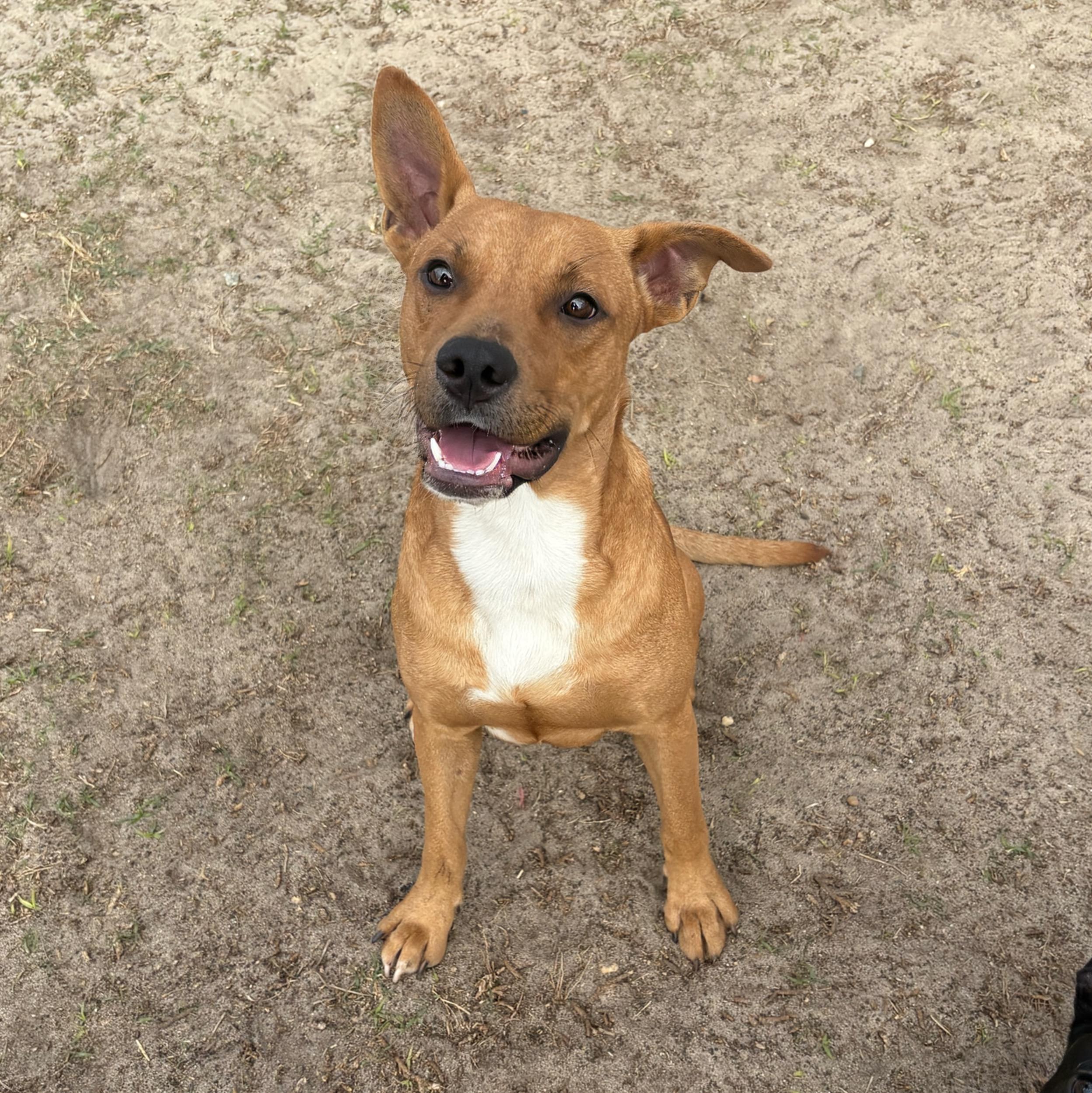 Bear, a Adoptable mixed breed in Valdosta, GA image 2/5