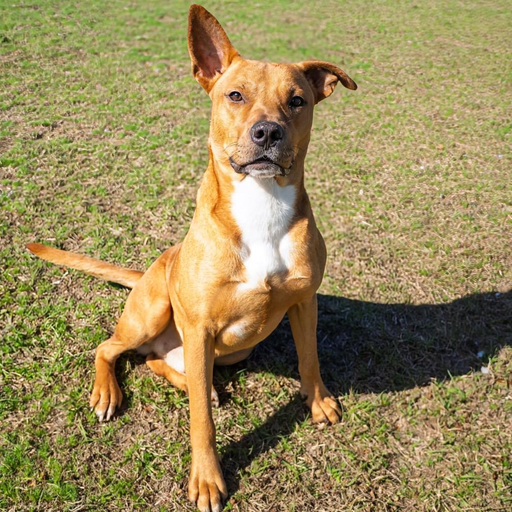 Bear, Adoptable, Young Male Bulldog.