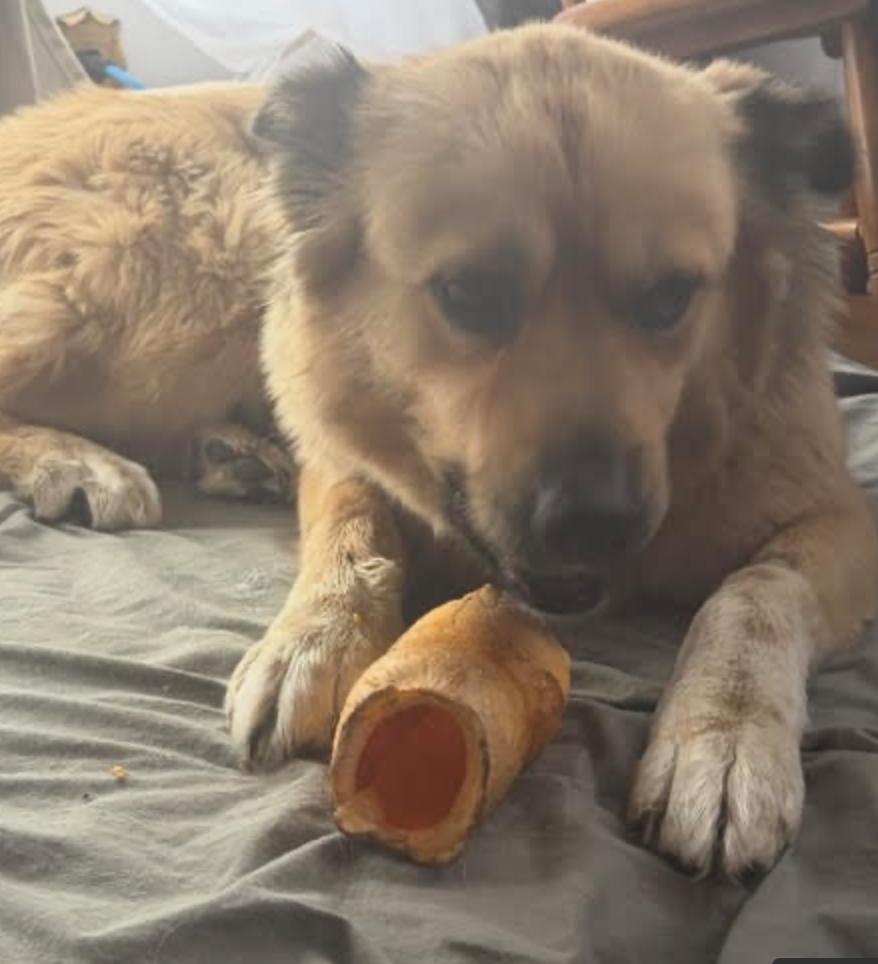 Enlarge Fara, an adopted mixed breed in Calgary, AB image 2/3