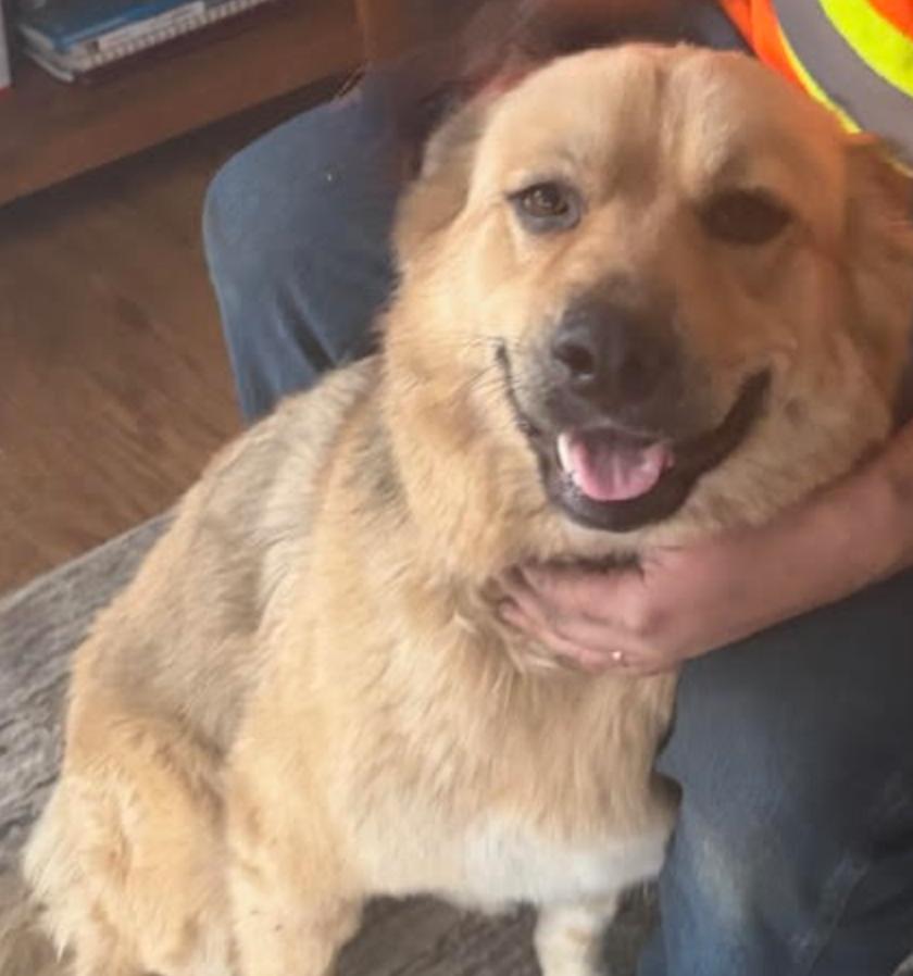 Enlarge Fara, an adopted mixed breed in Calgary, AB image 1/3