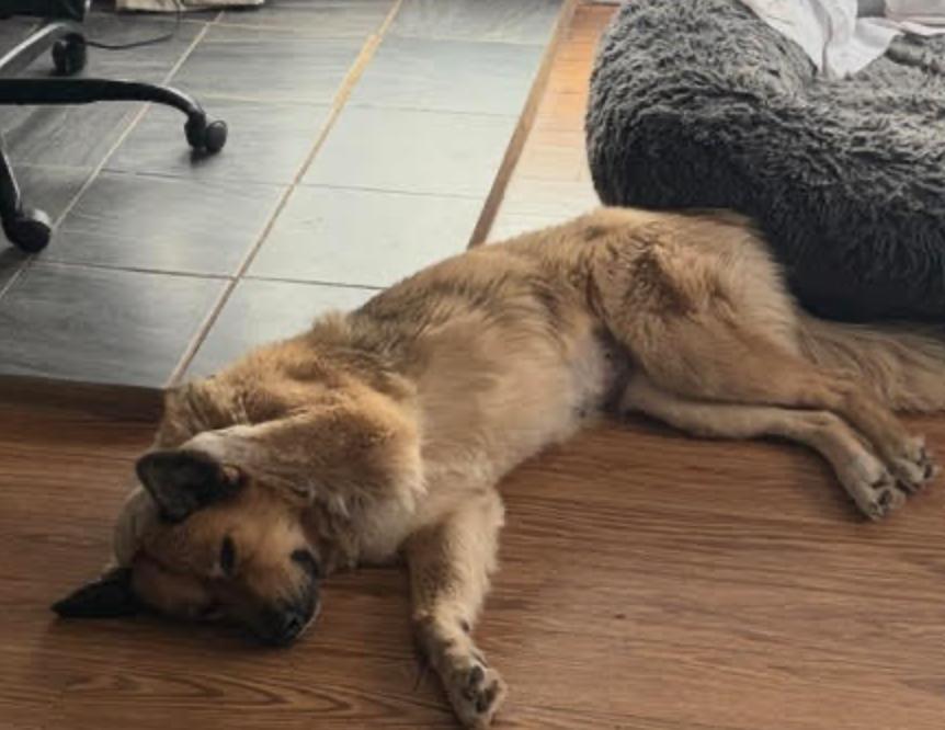 Enlarge Fara, an adopted mixed breed in Calgary, AB image 3/3