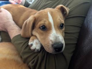 Elizabeth Taylor, Adoptable, Puppy Female Labrador Retriever.